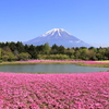 富士芝桜まつり