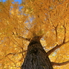 黄葉舞降る　2
