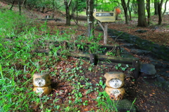田貫湖のたぬき？