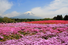 富士と芝桜　1