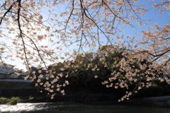 桜景４
