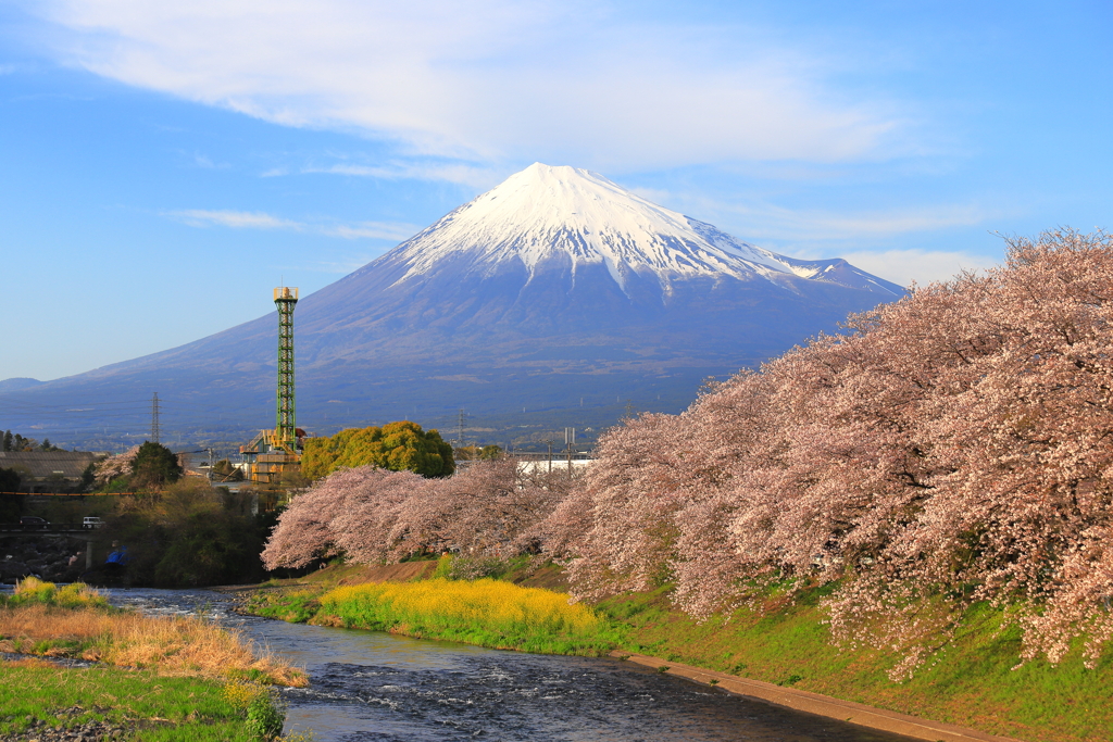 富士桜