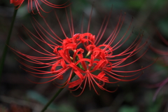 妖艶な花