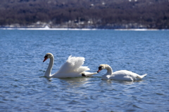 白鳥の湖　3