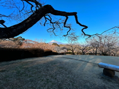 意志のある枝
