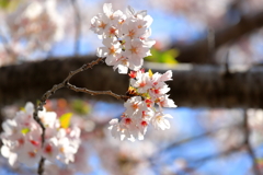 桜の主張