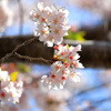 桜の主張