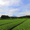 笹場の季節