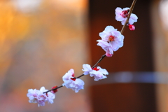 カメラ目線の梅の花