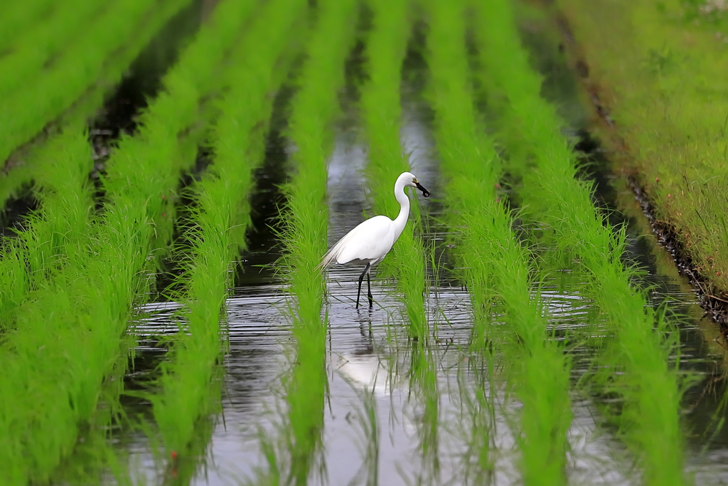 田園風景　2