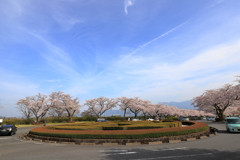 桜ロータリー