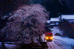 雪化粧桜