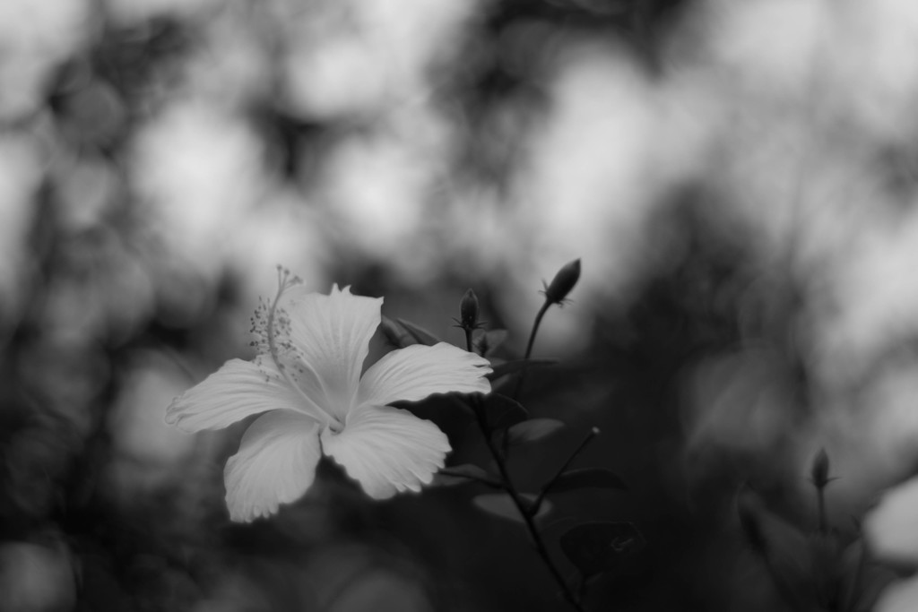 華　