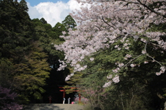 鳥居と桜