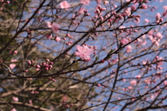 八重桜(?)
