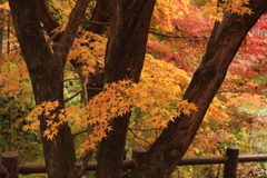 「紅葉」・・・・・