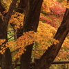 「紅葉」・・・・・