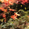 「紅葉」・・・・・