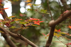 「紅葉」・・・・・