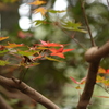 「紅葉」・・・・・