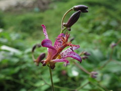 「ホトトギス」・・・・・