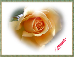 「黄色い・・薔薇・・」 ・・・・・