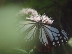 「アサギマダラ」・・・・・