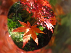 本日の・・覗き見画像・・です・・・