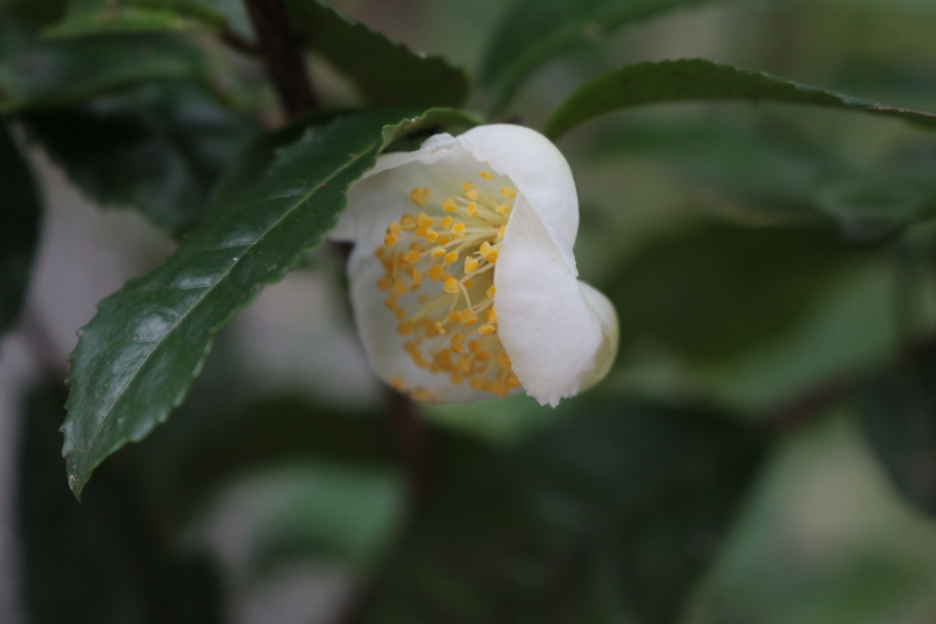 「お茶の花」・・・・・