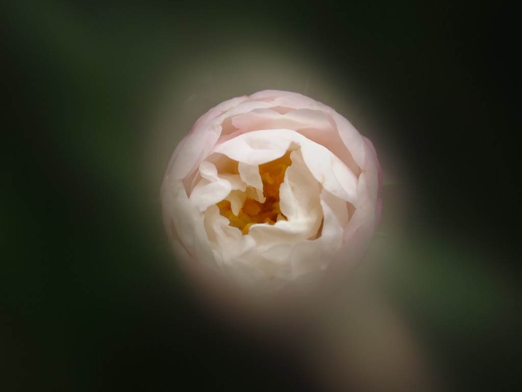 「山茶花」・・・・・