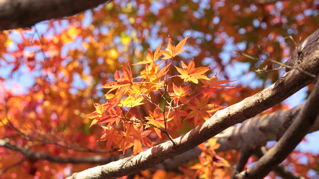 「輝く・・紅葉・・」・・・・・