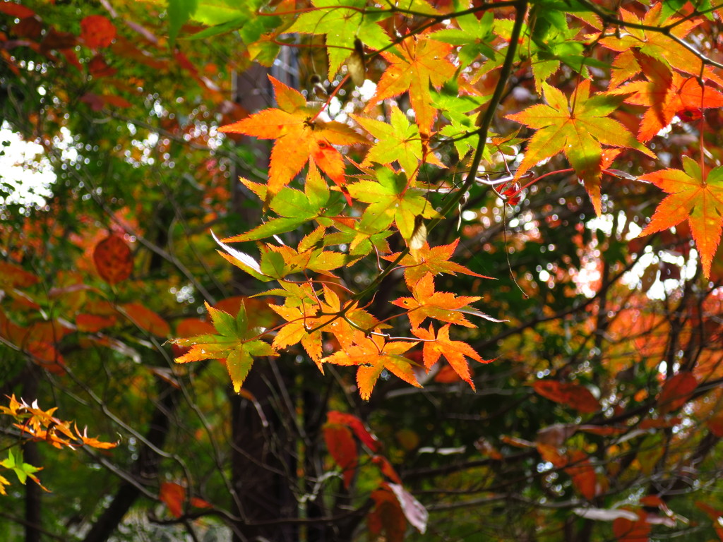 「紅葉」・・・・・