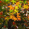 「紅葉」・・・・・