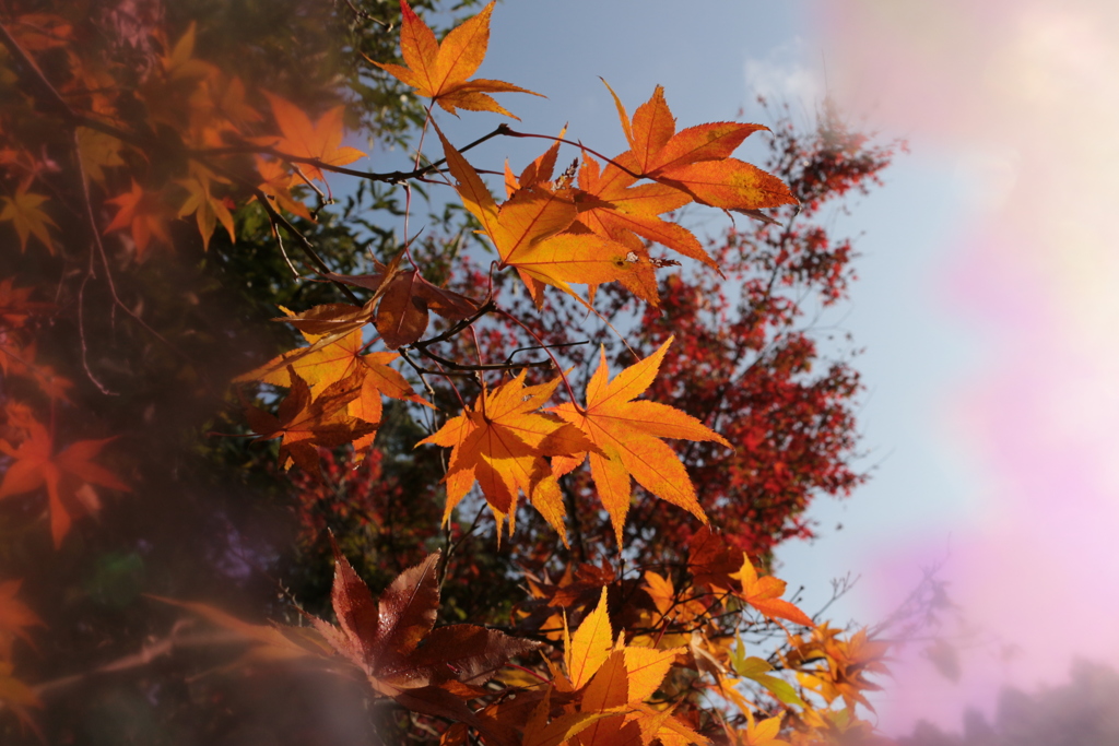 「紅葉」・・・・・・