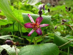 自生の・・「ほととぎす」です・・・・・