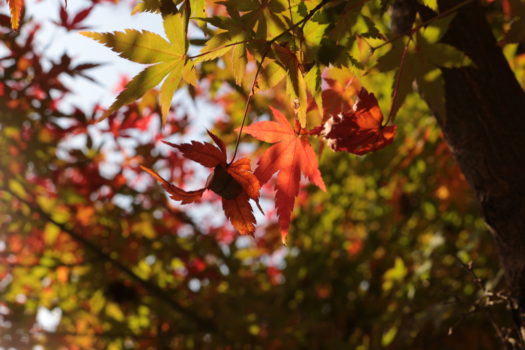 輝く・・「紅葉」・・・・・