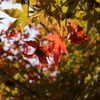 輝く・・「紅葉」・・・・・