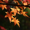 「紅葉」・・・・・・