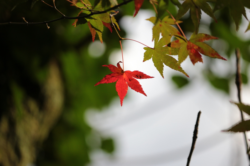 「紅葉」・・・・・