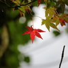 「紅葉」・・・・・