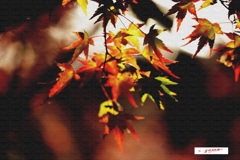 「紅葉です・・」 ・・・・・