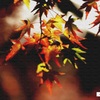 「紅葉です・・」 ・・・・・