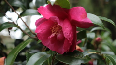 「山茶花」です・・・・