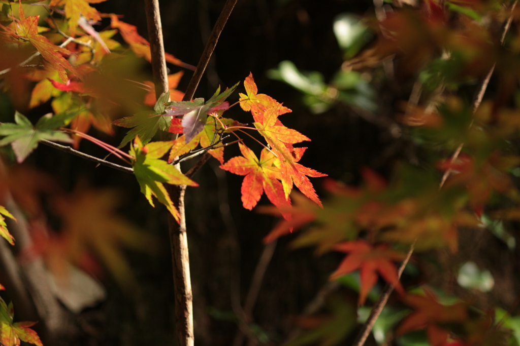 「紅葉」・・・・・