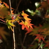 「紅葉」・・・・・