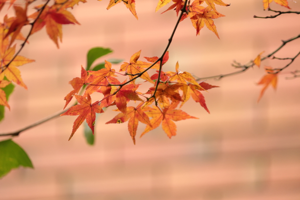 「紅葉」です・・・・