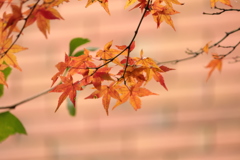 「紅葉」です・・・・