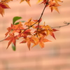 「紅葉」です・・・・