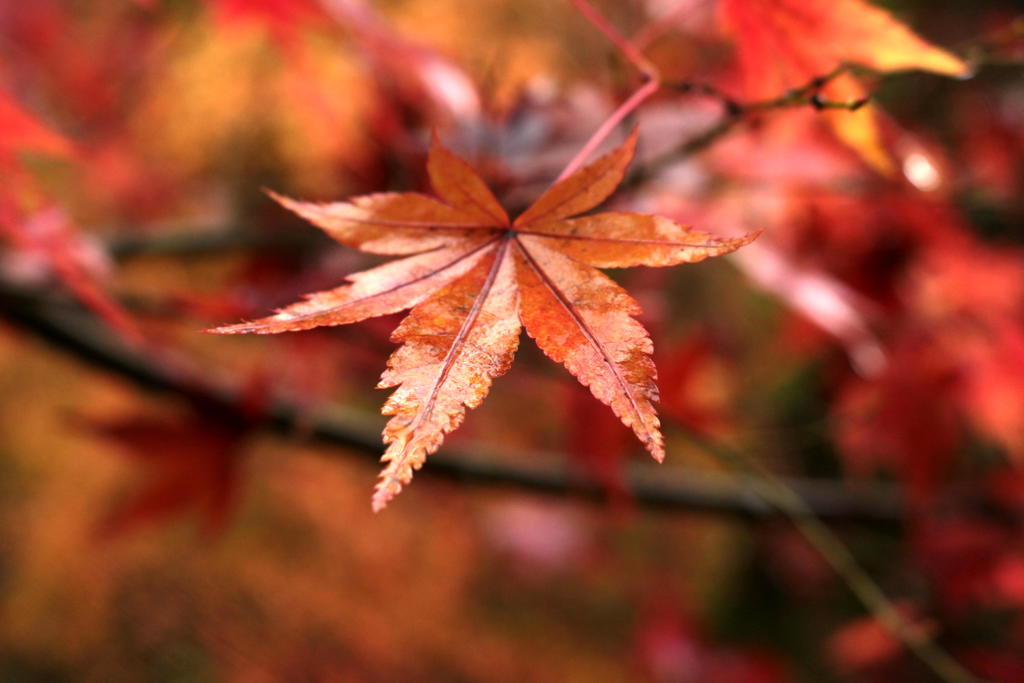 「濡れた・・紅葉・・」・・・・・