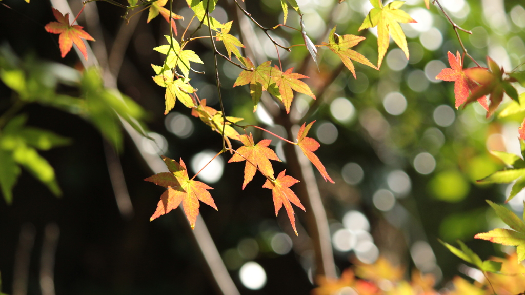 「紅葉」・・・・・